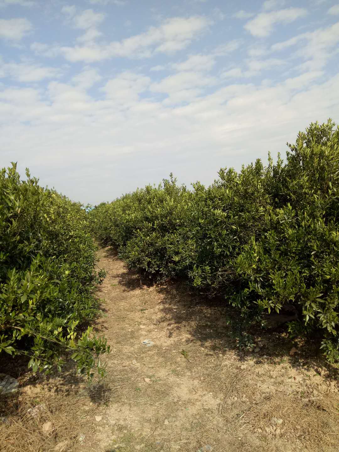 新會(huì )陳皮為什么可以作為茶飲？并不是你看到的那么簡(jiǎn)單